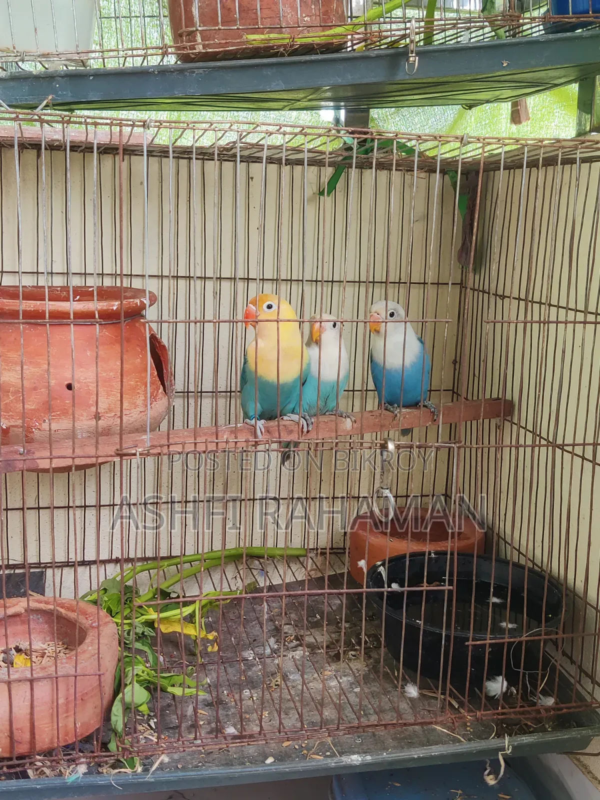 Lovebird Baby Pair for Sale