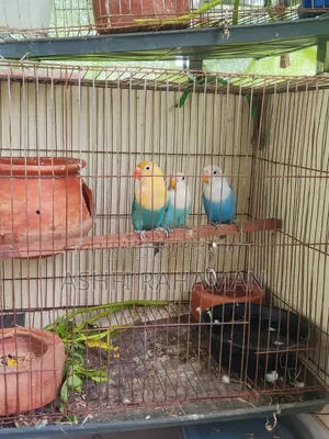 Lovebird Baby Pair for Sale