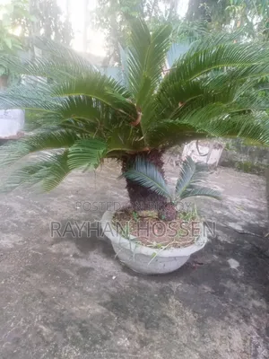 Cycas Tree