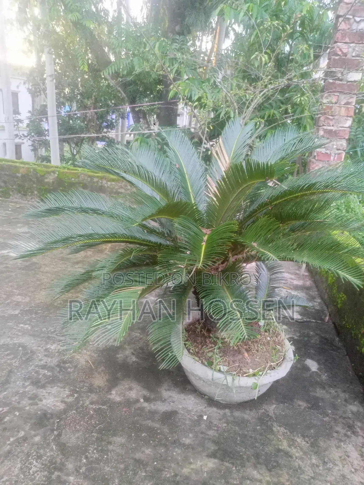 Cycas Tree