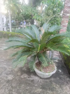 Cycas Tree