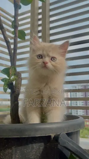 1-3 Months Female Purebred Persian