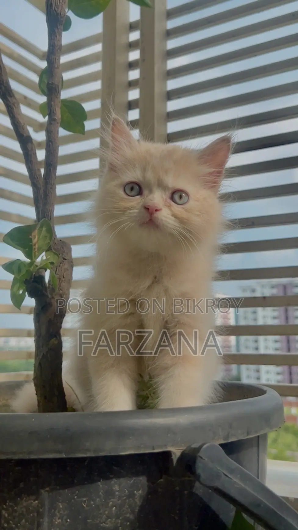 1-3 Months Female Purebred Persian
