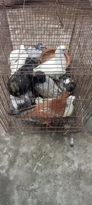 Pigeon squabs for eating