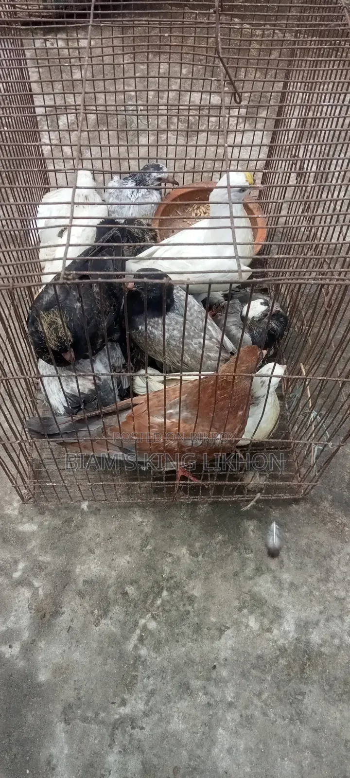 Pigeon squabs for eating