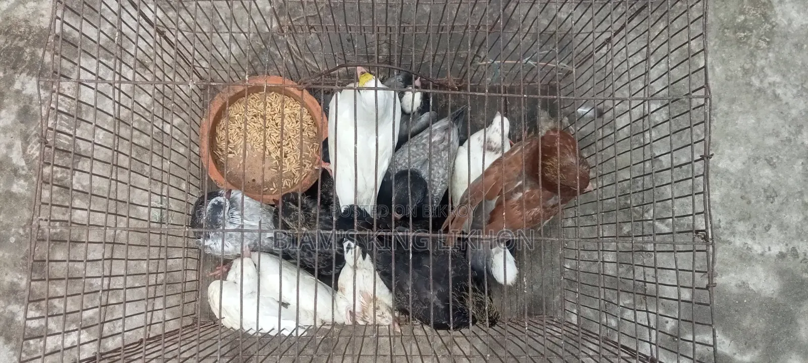 Pigeon squabs for eating