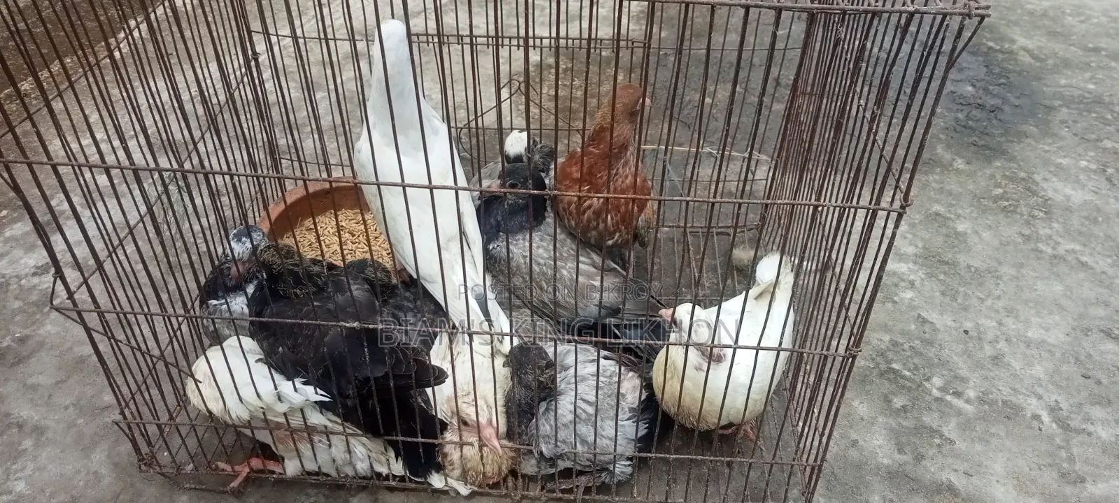 Pigeon squabs for eating