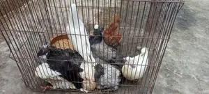 Pigeon squabs for eating