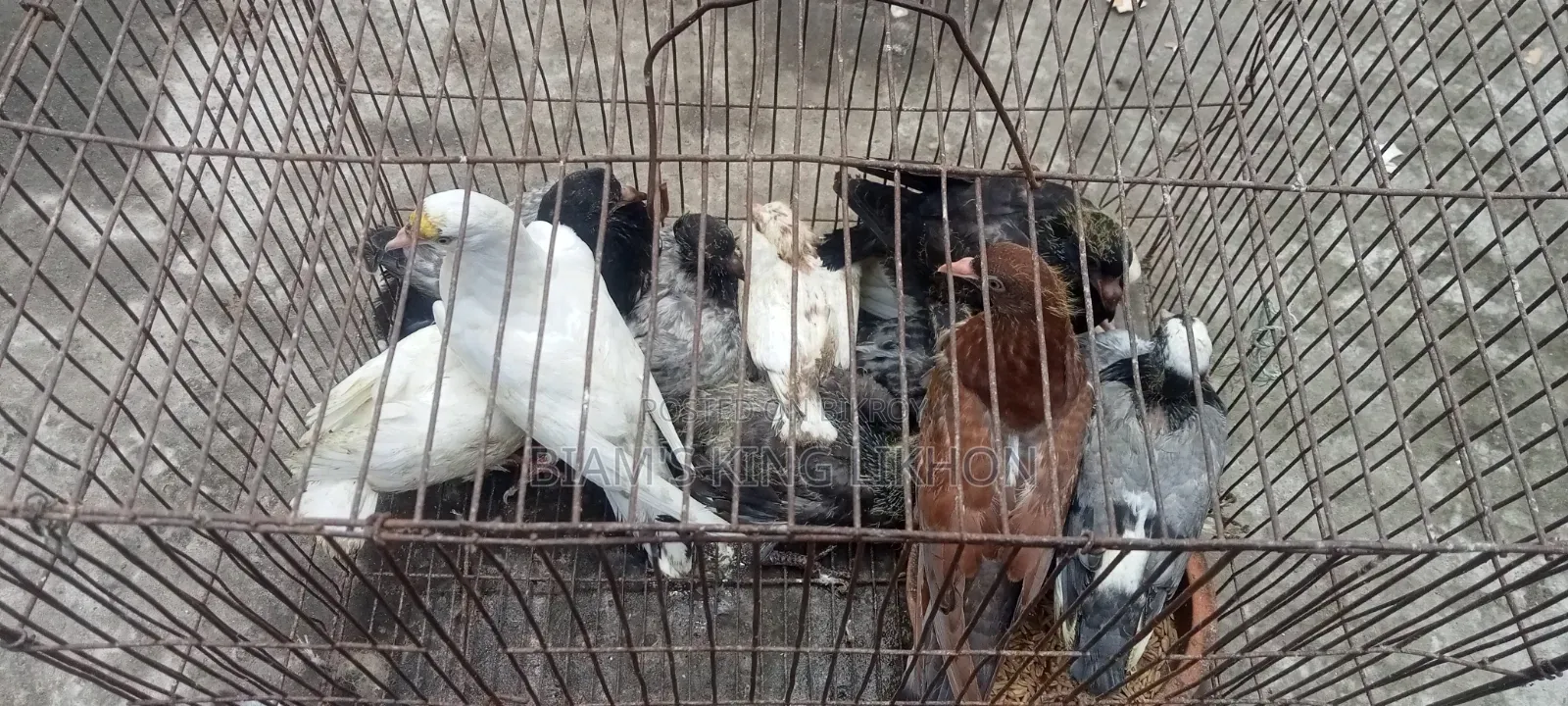 Pigeon squabs for eating