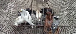 Pigeon squabs for eating