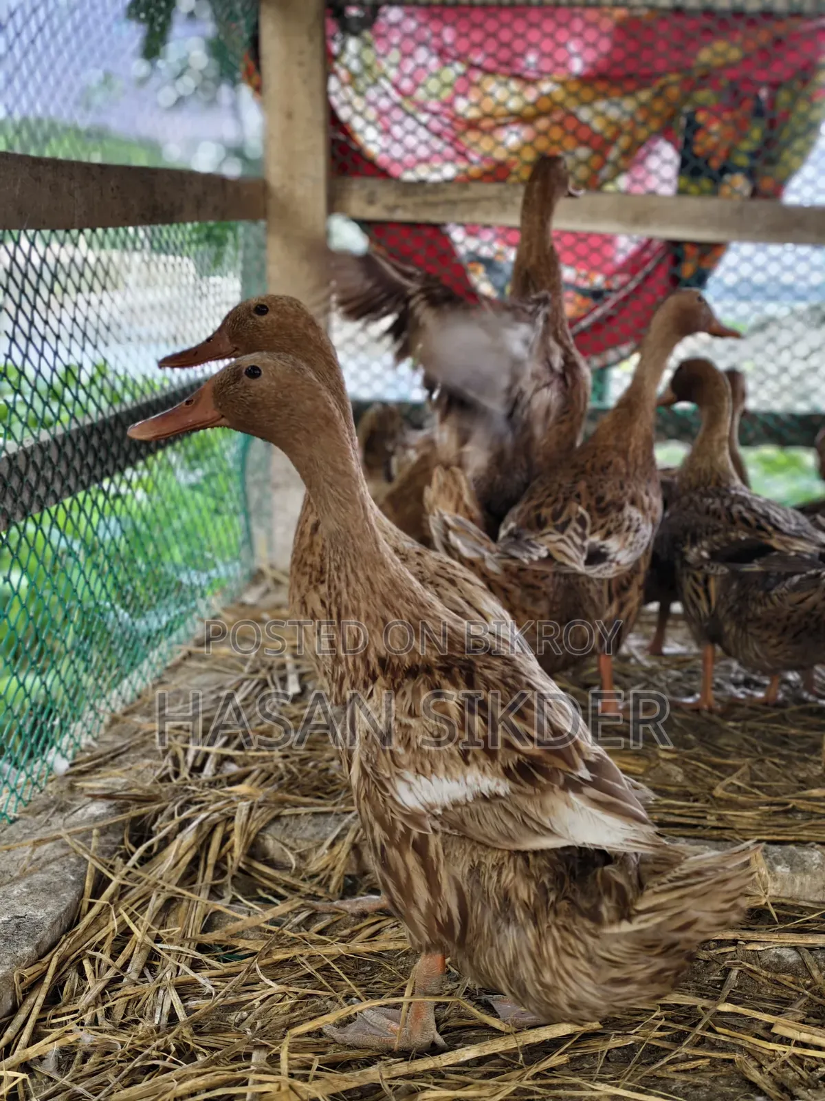 Pure Authentic Campbell Ducks