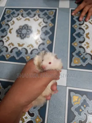 Hamster for Sale !!