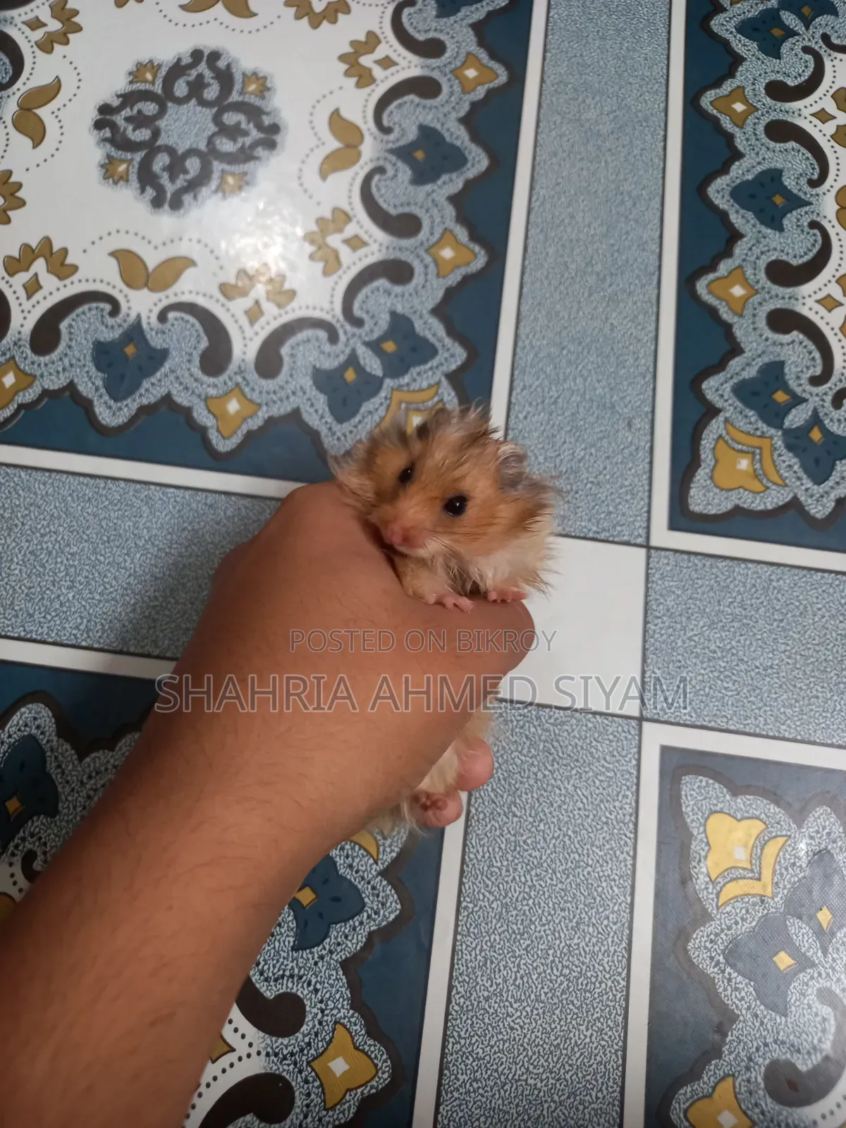 Hamster for Sale !!
