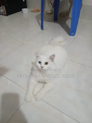 ৬-১২ মাস বয়সী ফিমেল পিওরব্রেড পার্সিয়ান