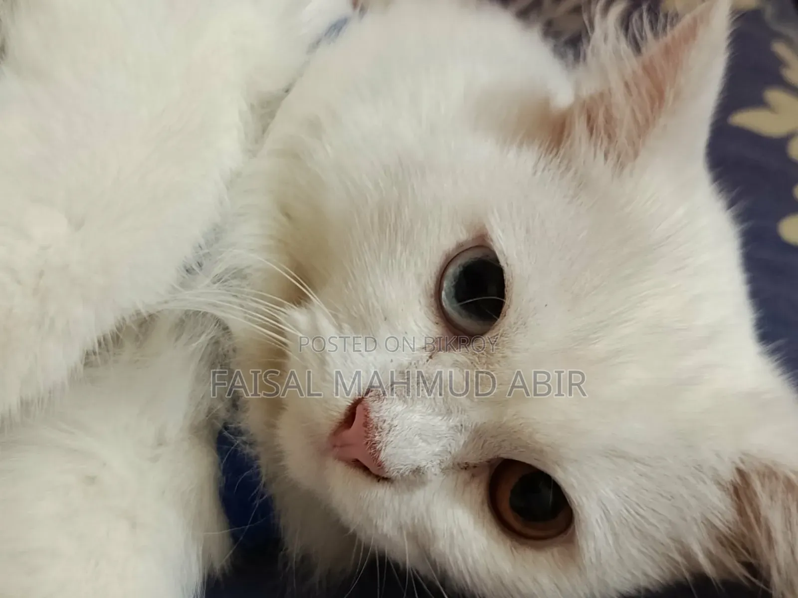 6-12 months Female Purebred Persian