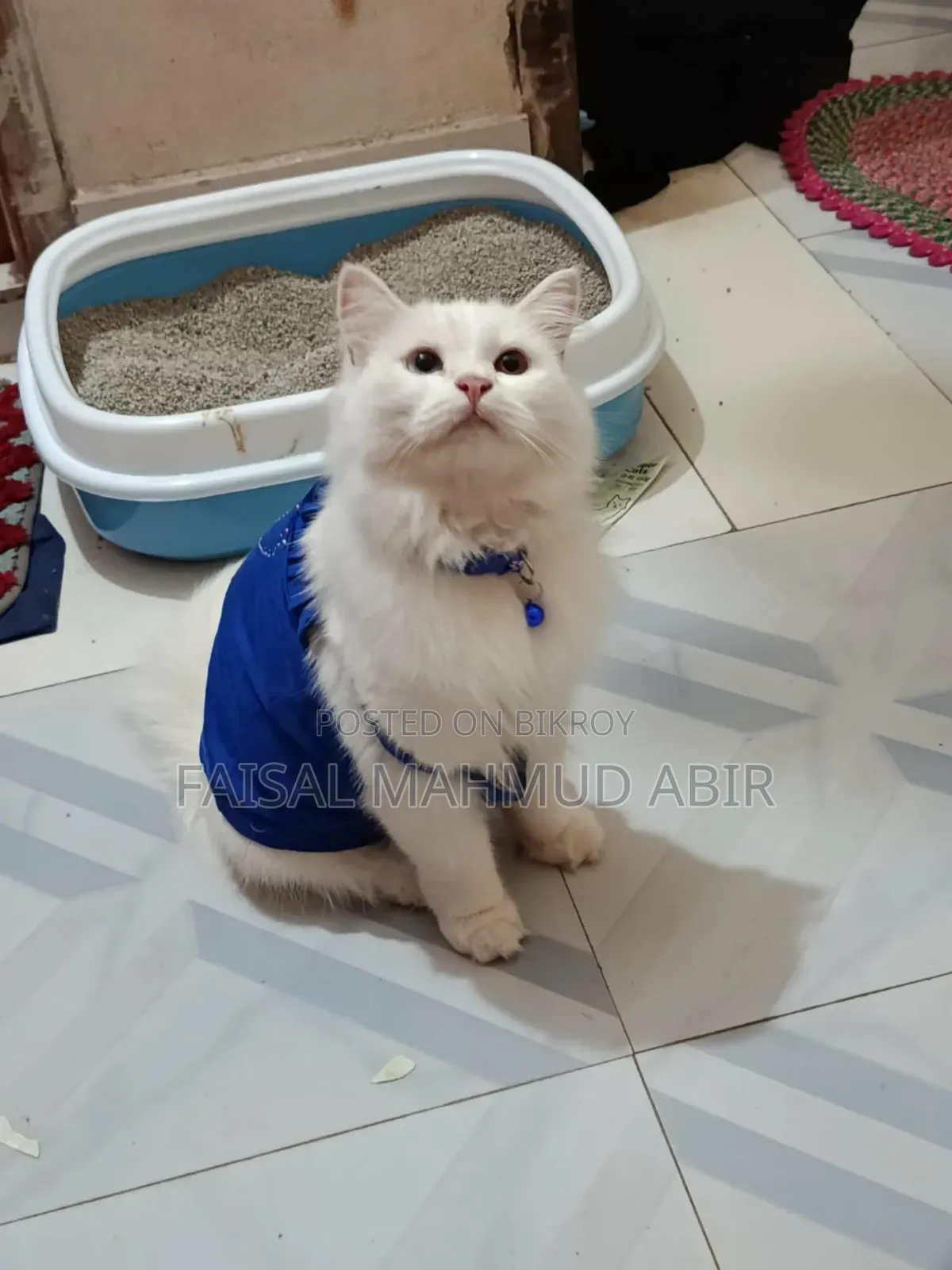 6-12 months Female Purebred Persian