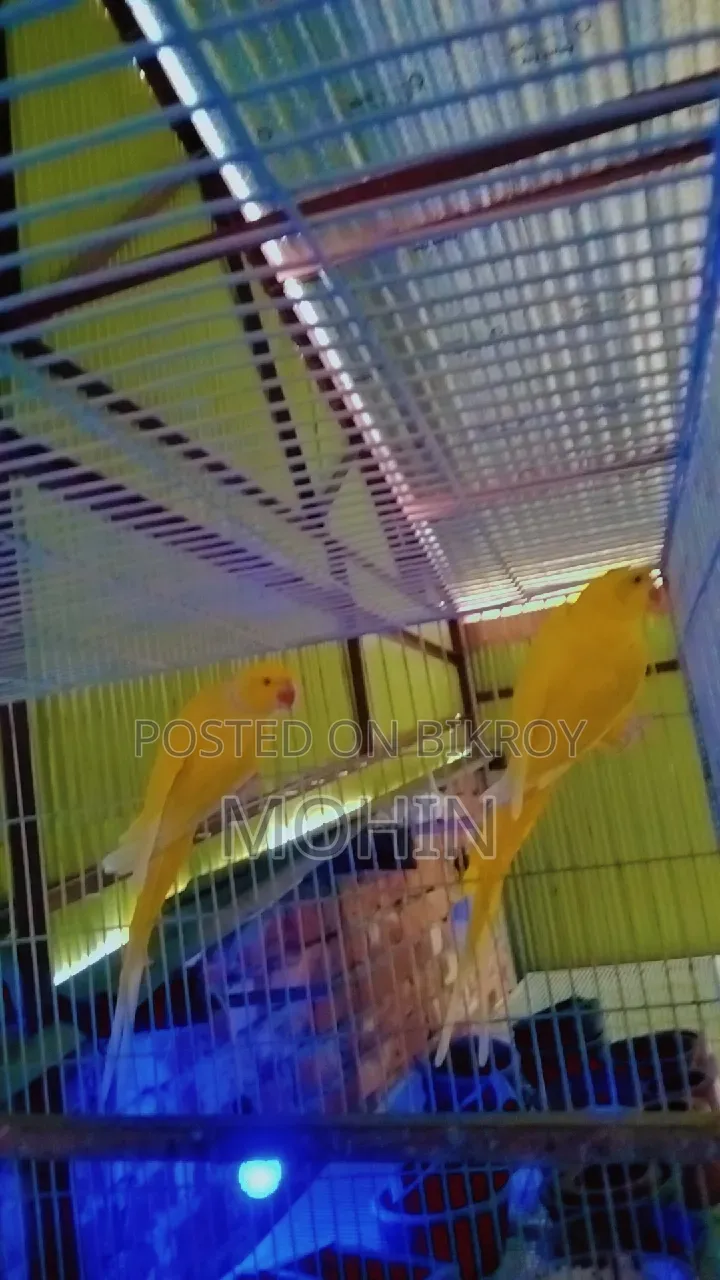 Yellow Ringneck Parrot