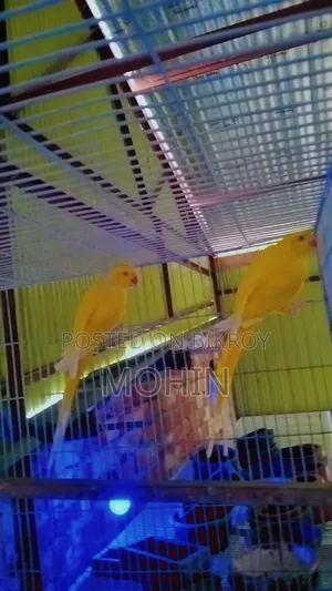 Yellow Ringneck Parrot