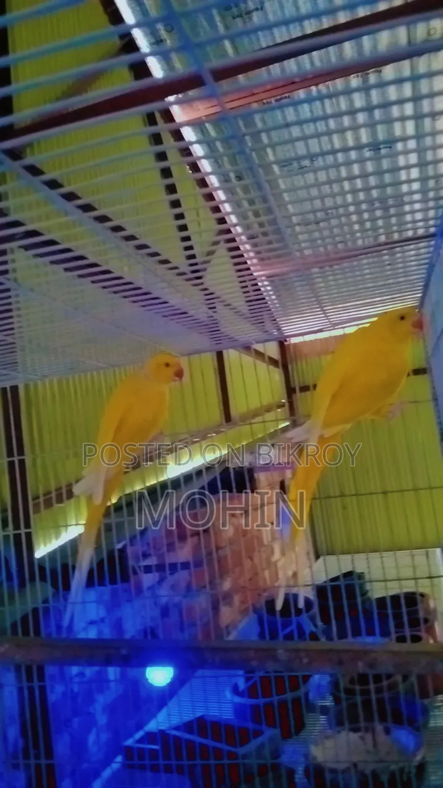 Yellow Ringneck Parrot