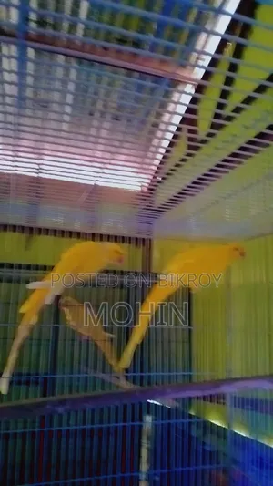 Yellow Ringneck Parrot
