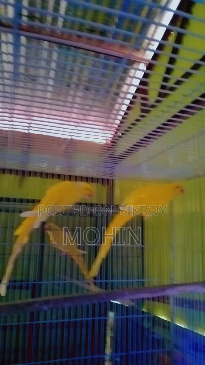 Yellow Ringneck Parrot