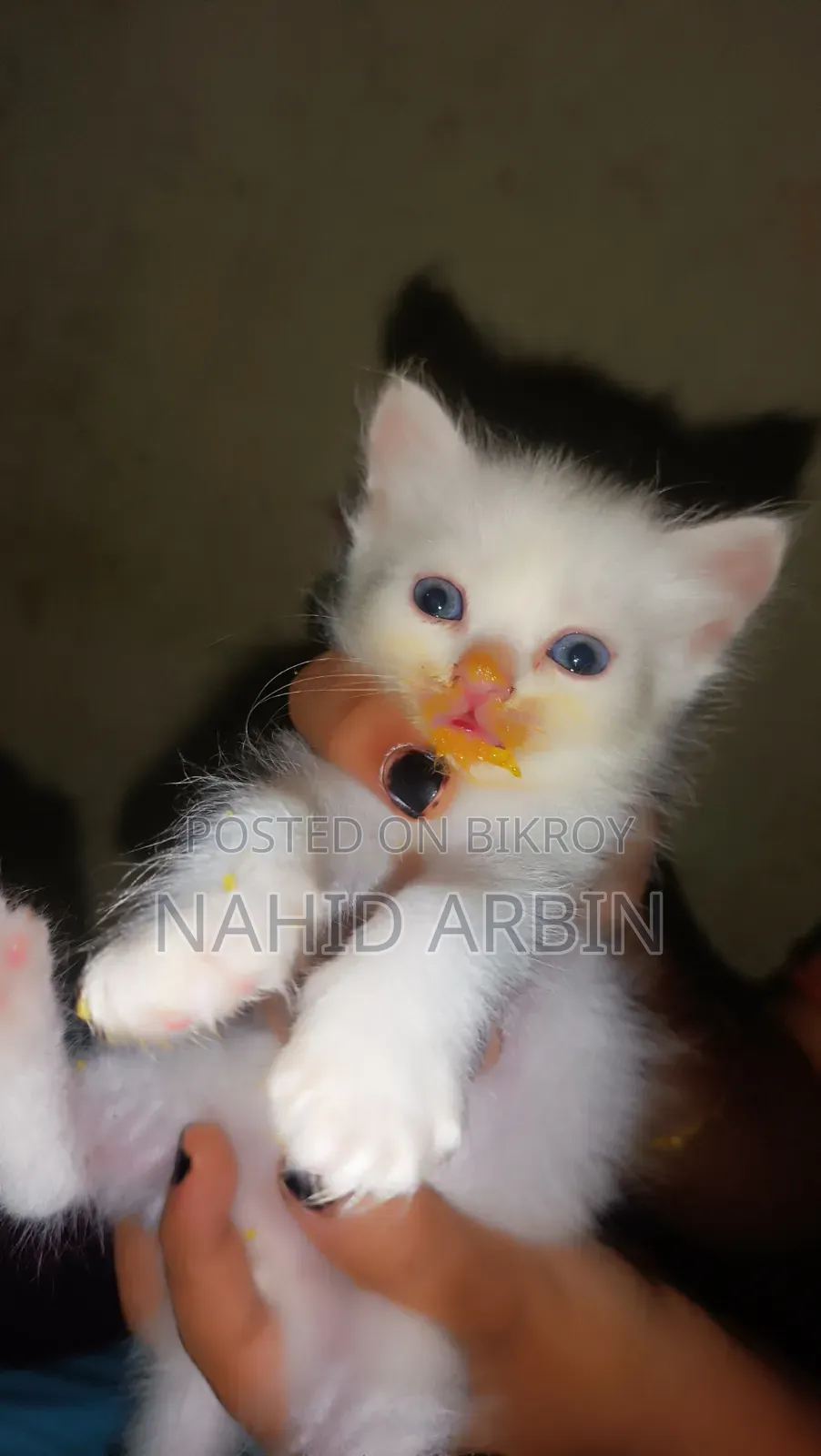 0-1 Month Male Purebred Persian
