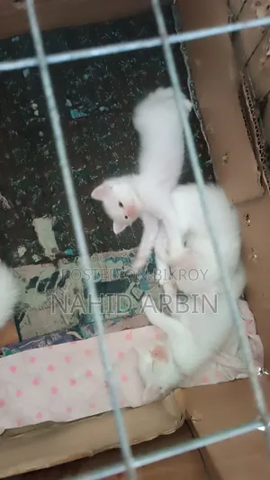 0-1 Month Male Purebred Persian