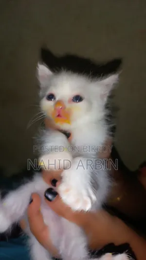 0-1 Month Male Purebred Persian