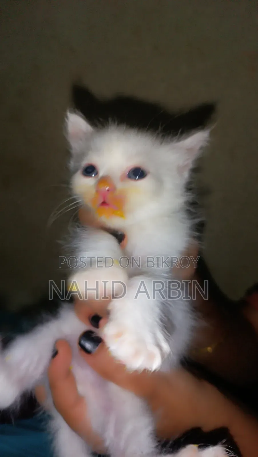 0-1 Month Male Purebred Persian