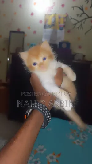 0-1 Month Male Purebred Persian