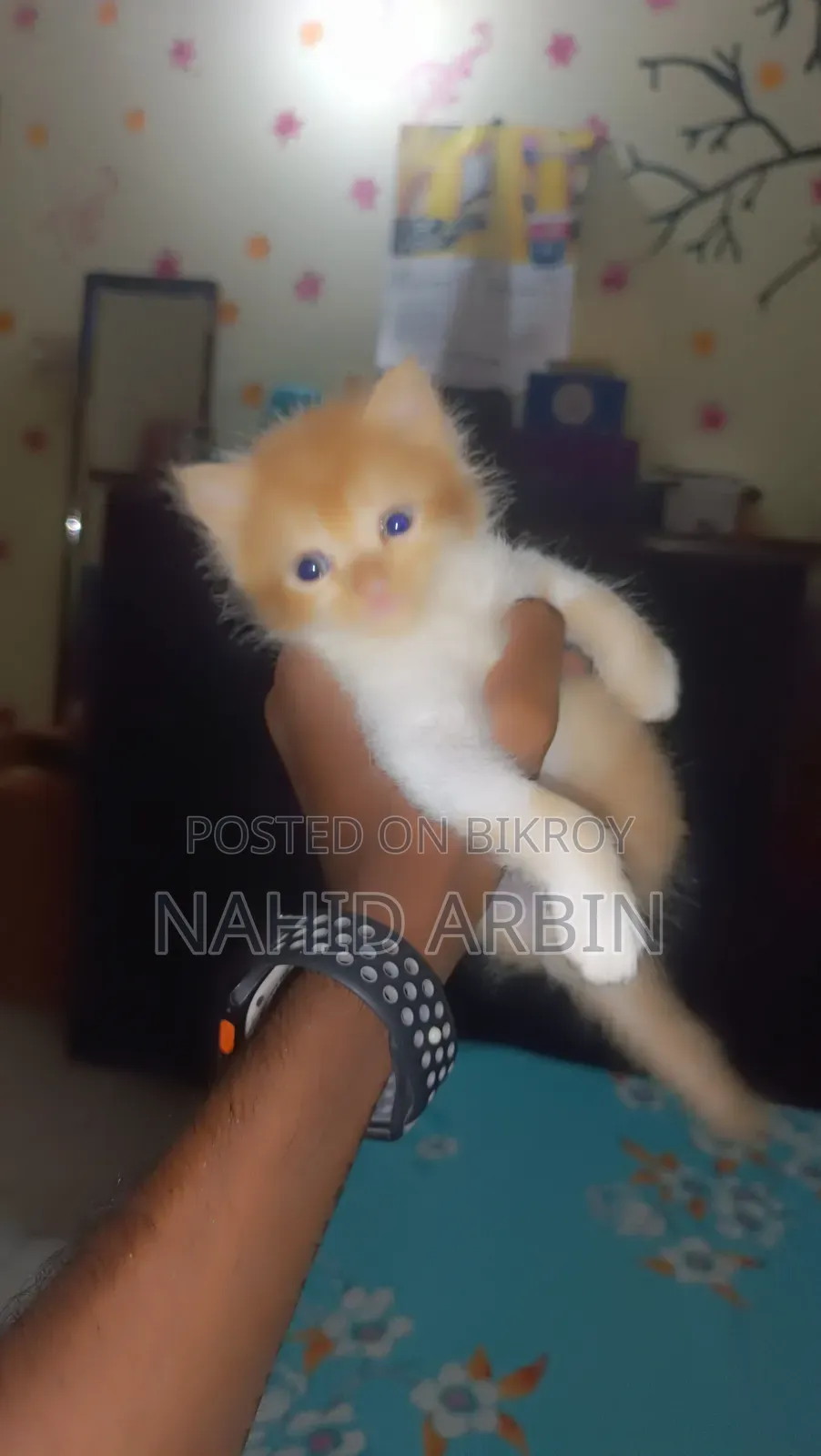 0-1 Month Male Purebred Persian