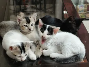 1-3 Months Male Mixed Breed Cat