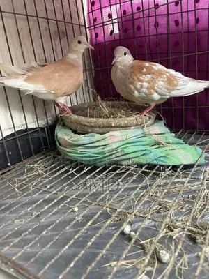 Running pair sitting with eggs