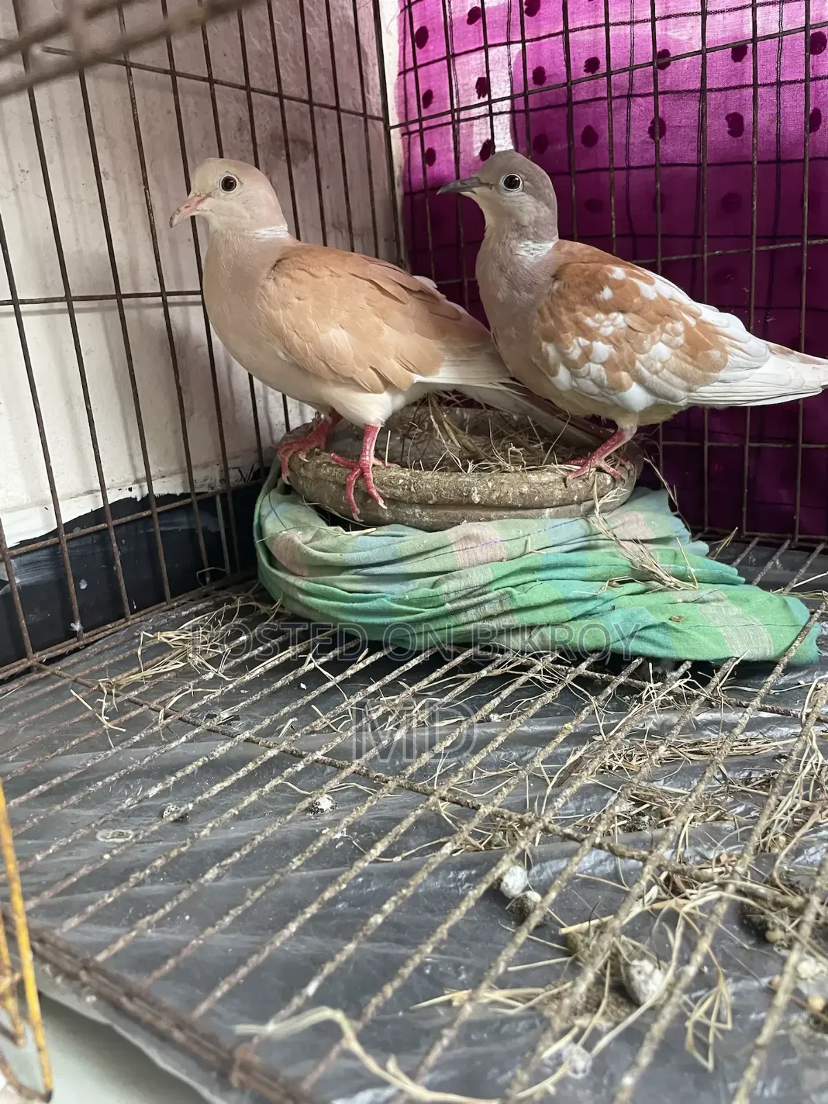 Running pair sitting with eggs