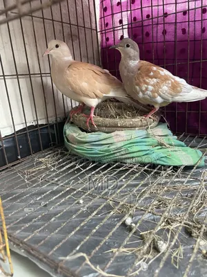 Running pair sitting with eggs