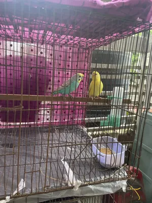 Budgerigar Bird