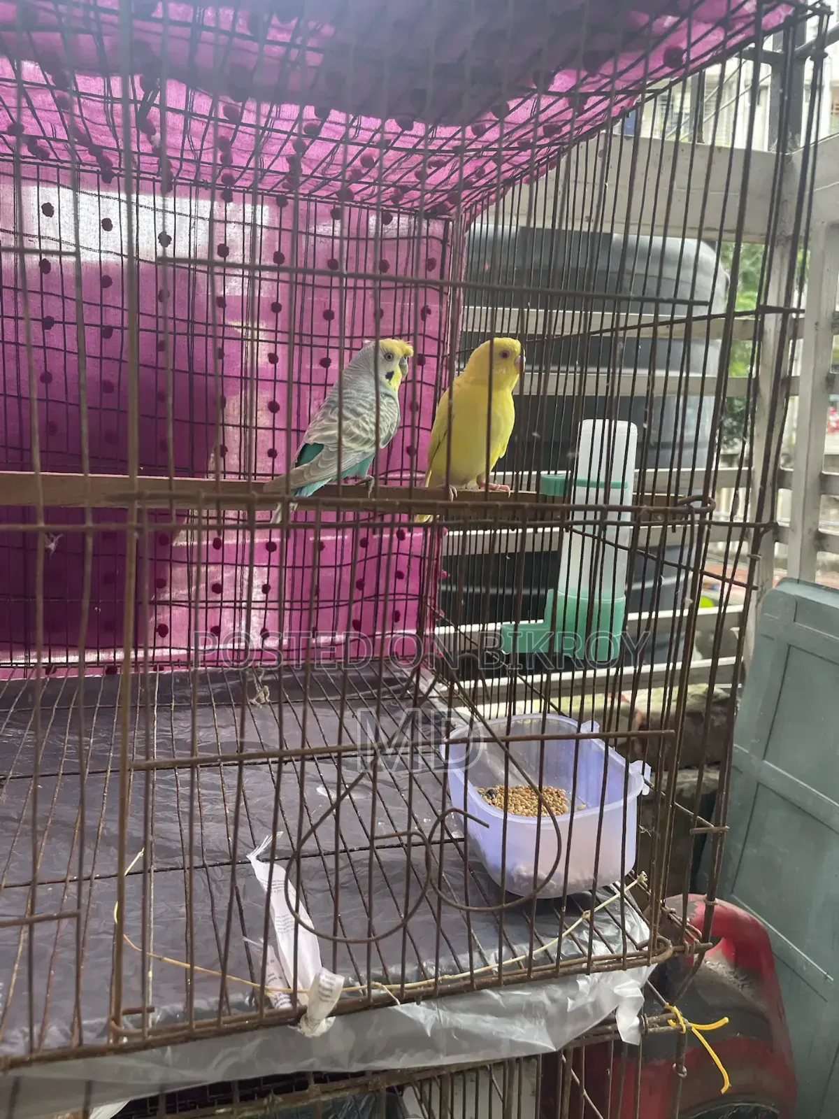 Budgerigar Bird