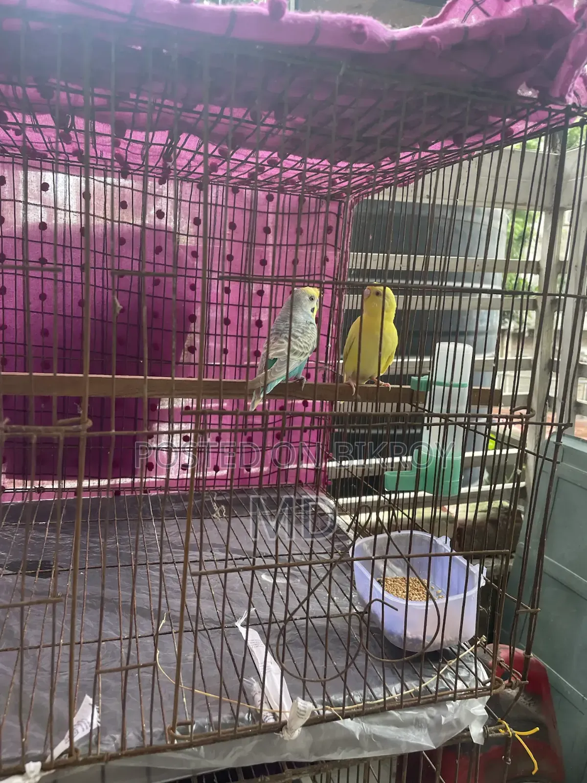 Budgerigar Bird