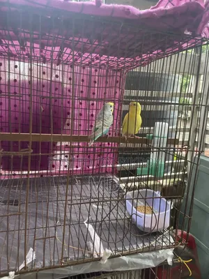 Budgerigar Bird