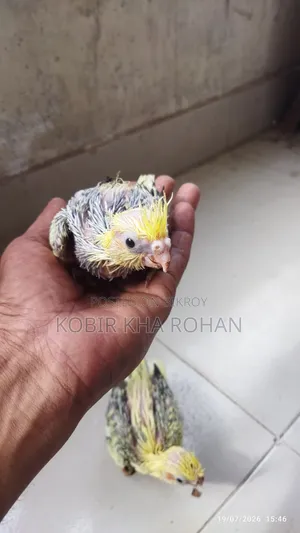 Cockatiel Bird
