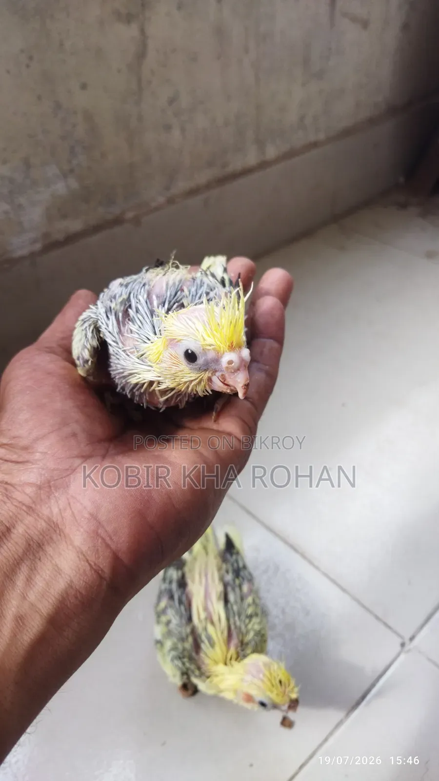Cockatiel Bird