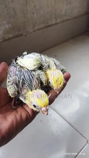 Cockatiel Bird