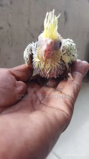 Cockatiel Bird