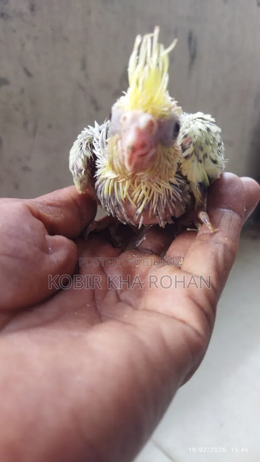 Cockatiel Bird