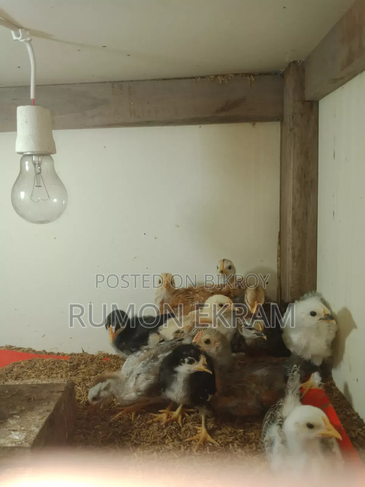 Native Chicken Chicks