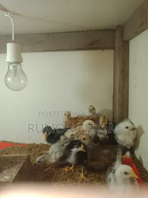 Native Chicken Chicks