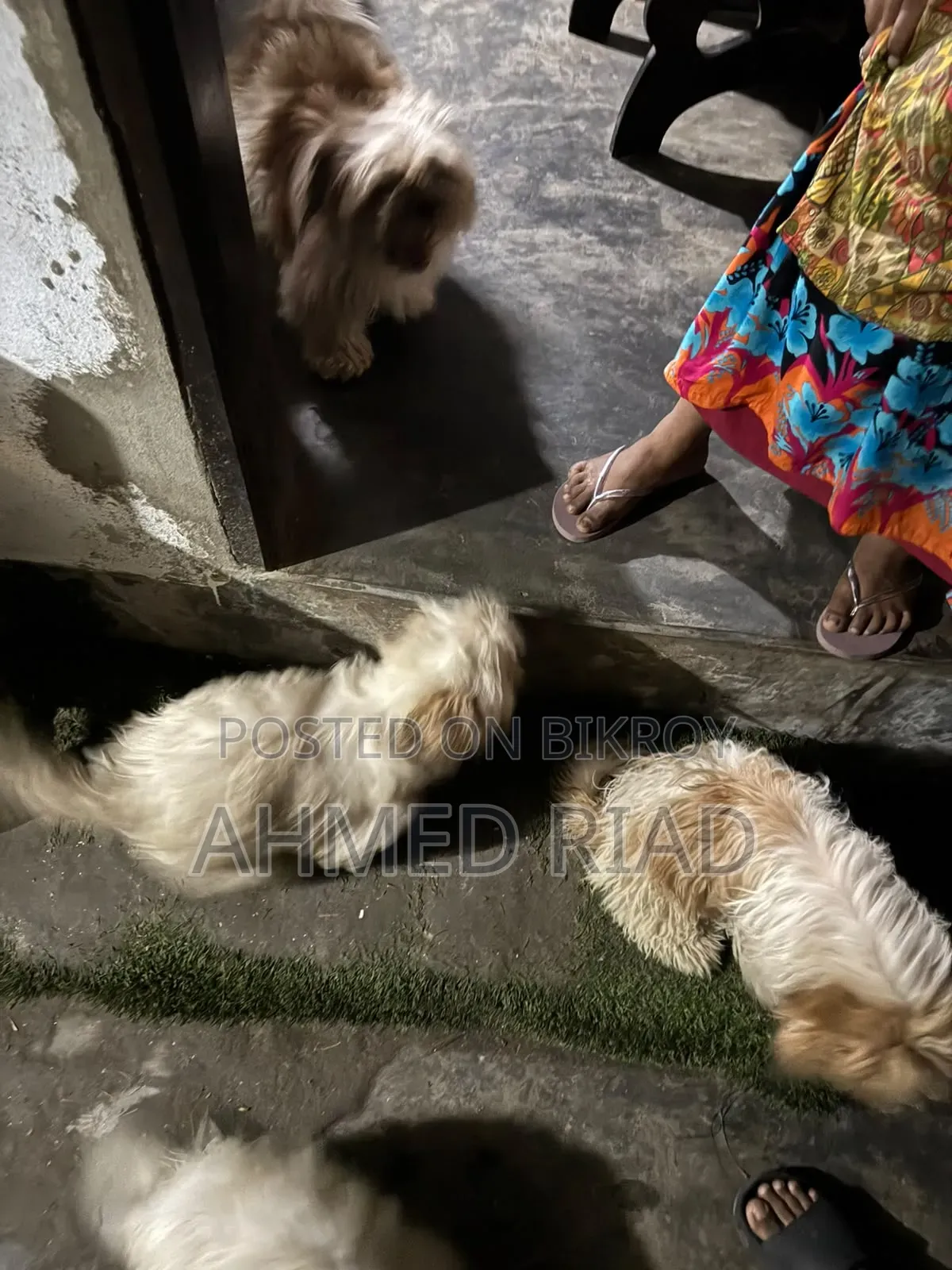 ৩-৬ মাস বয়সী পুরুষ বিশুদ্ধ জাতের শিহ তজু