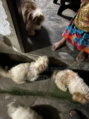 ৩-৬ মাস বয়সী পুরুষ বিশুদ্ধ জাতের শিহ তজু