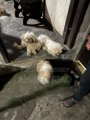 ৩-৬ মাস বয়সী পুরুষ বিশুদ্ধ জাতের শিহ তজু