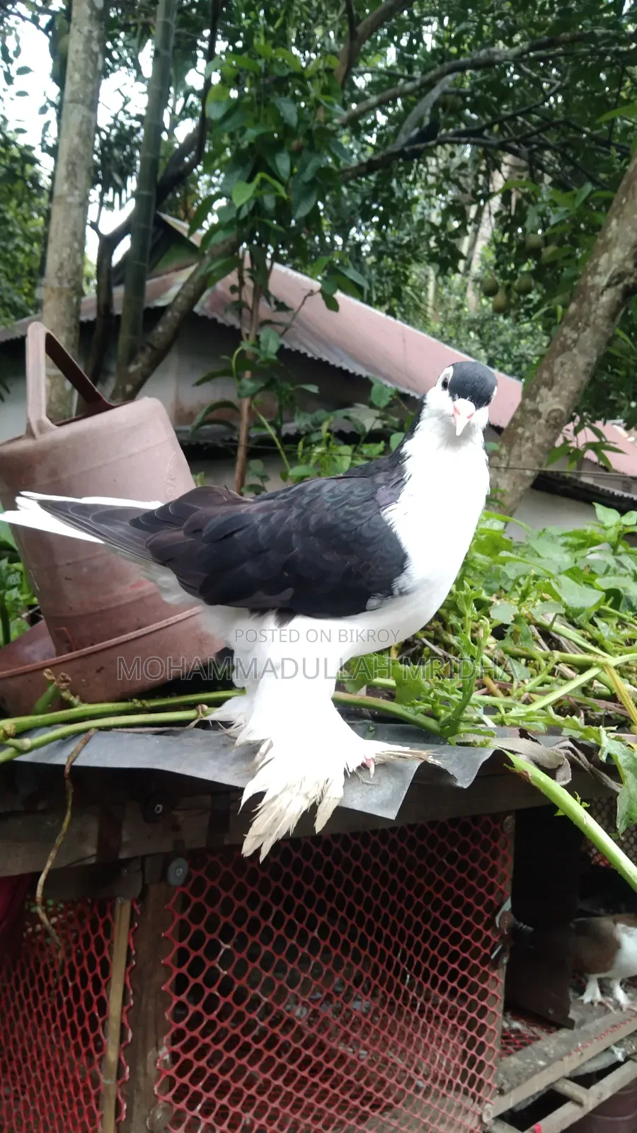 Pigeons for sale